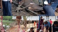 Idul Adha 2024: Mushola Nurul Yaqin di Jaya Setia Pasar Muara Bungo Untuk Pertama kalinya Laksanakan  Penyembelihan Hewan Qurban 