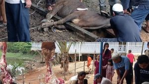 IMG_20240618_004248 Idul Adha 2024: Mushola Nurul Yaqin di Jaya Setia Pasar Muara Bungo Untuk Pertama kalinya Laksanakan Penyembelihan Hewan Qurban
