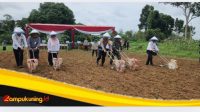 Wujudkan Ketahanan Pangan, Polsek Muko Muko Bathin VII Mendukung Ketahanan Pangan dan Penanaman Bibit Jagung