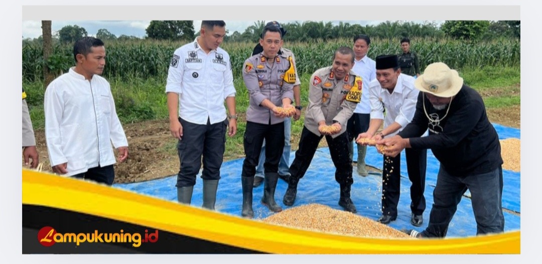 Kapolres Bungo AKBP Natalena Eko Cahyono Gelar Panen Raya Jagung Perdana Dilahan Seluas 1 Hektar 