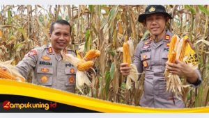 IMG_20250416_143417 Kapolres Bungo AKBP Natalena,Eko Cahyono Coffe Morning dan Panen Raya Jagung