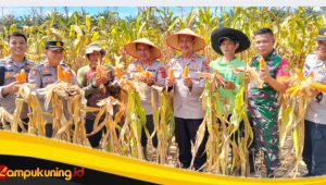 Kapolres Bungo AKBP Natalena Eko Cahyono Pimpin Panen Raya Jagung di Dusun Gapura Suci 