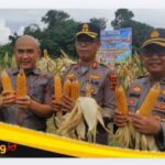 IMG_20260516_180949 Polres Bungo Gelar Panen Raya Jagung Serentak Kuartal II dan Ikuti Zoom Meeting Nasional Ketahanan Pangan Polri