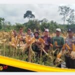 IMG_20260521_164443 Kapolsek Bathin II Babeko Hadiri Panen Raya Jagung Hibrida, Dukung Swasembada Pangan 2026