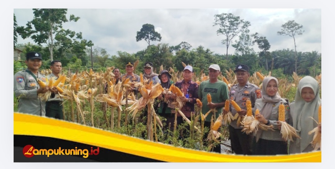 Kapolsek Bathin II Babeko Hadiri Panen Raya Jagung Hibrida, Dukung Swasembada Pangan 2026