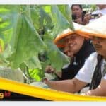 Panen Raya Melon Kuala Dasal Tembus 16 Ton, Bupatu Dorong Jadi Sentra Hortikuktura Unggulan Tanjab Barat.