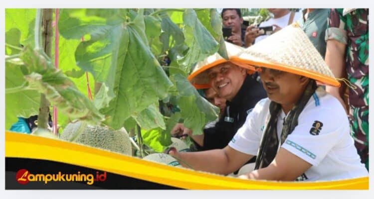 Panen Raya Melon Kuala Dasal Tembus 16 Ton, Bupatu Dorong Jadi Sentra Hortikuktura Unggulan Tanjab Barat.